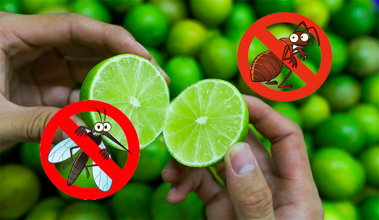 5+ cách đuổi muỗi bằng chanh tiện lợi, giá rẻ tại nhà